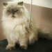 /assets/u/pic.php?path=/up/i/Cat_146.jpg&width=512
