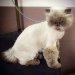 /assets/u/pic.php?path=/up/i/Cat_147.jpg&width=512